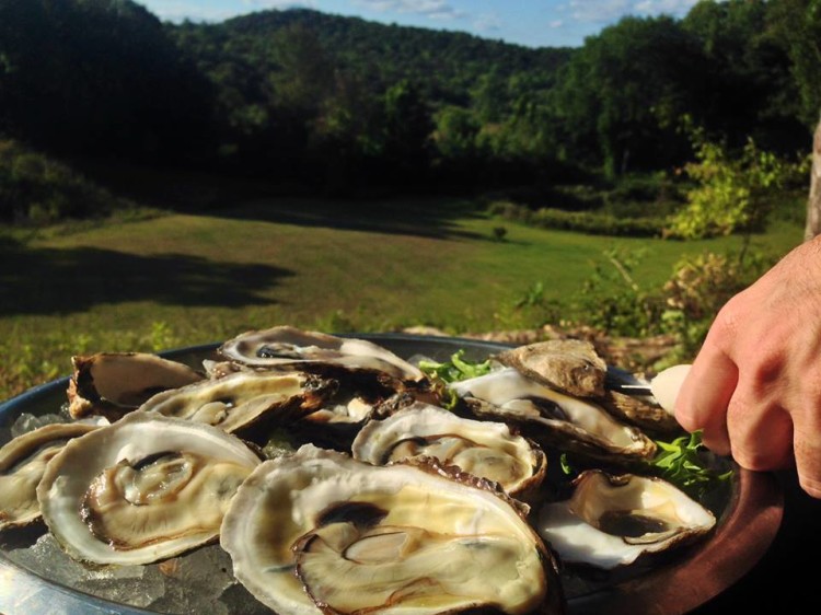 Blue Point Oysters
