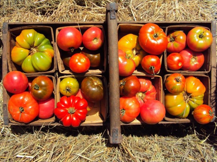 Fresh Tomatoes