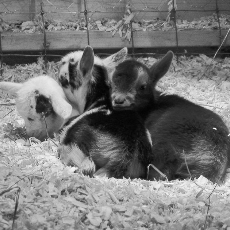 Lucy, Liezel & Hiedi