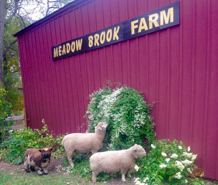 Meadow Brook Farm