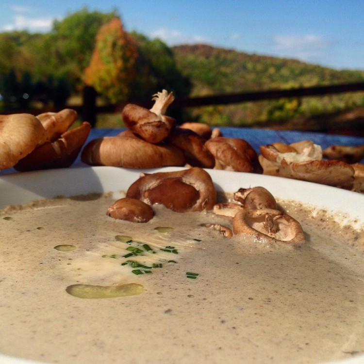 Mushroom Soup