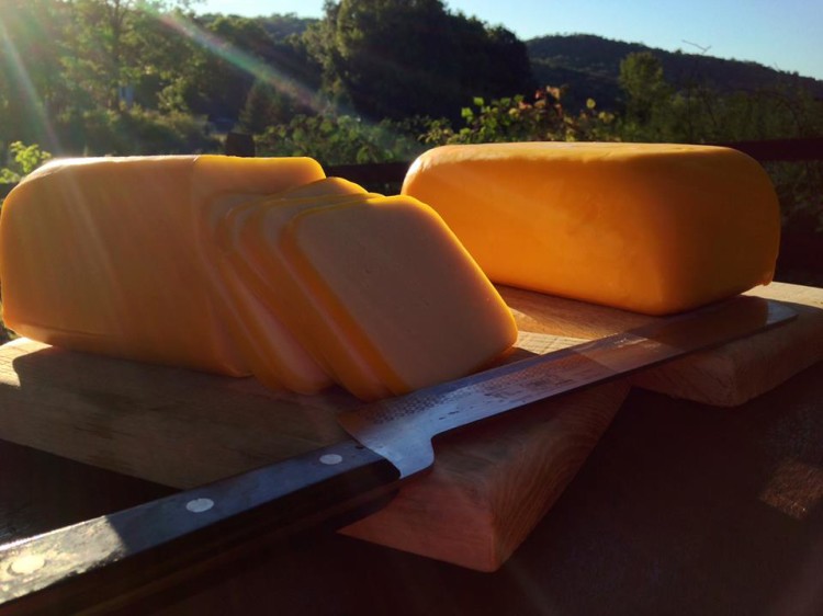 Springhouse Creamery Cheese