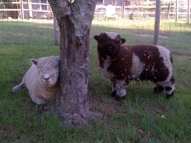 Susie & Bessie