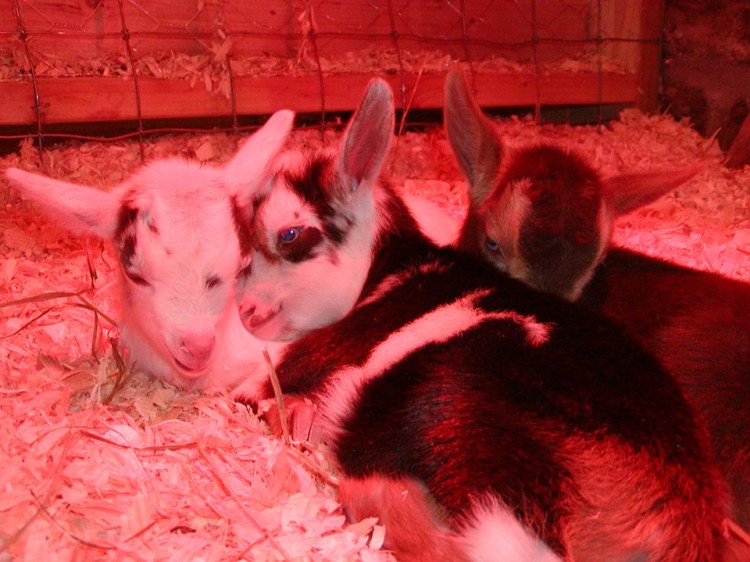 The Babies