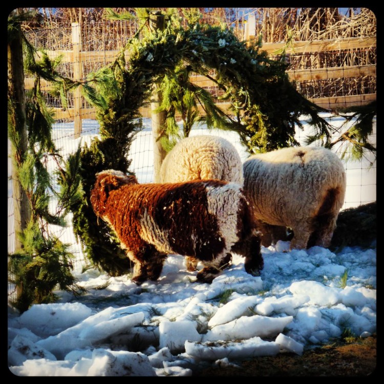 The Baby Doll Sheep